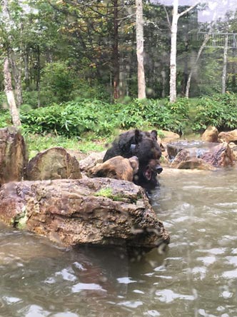 ヒグマの対決中